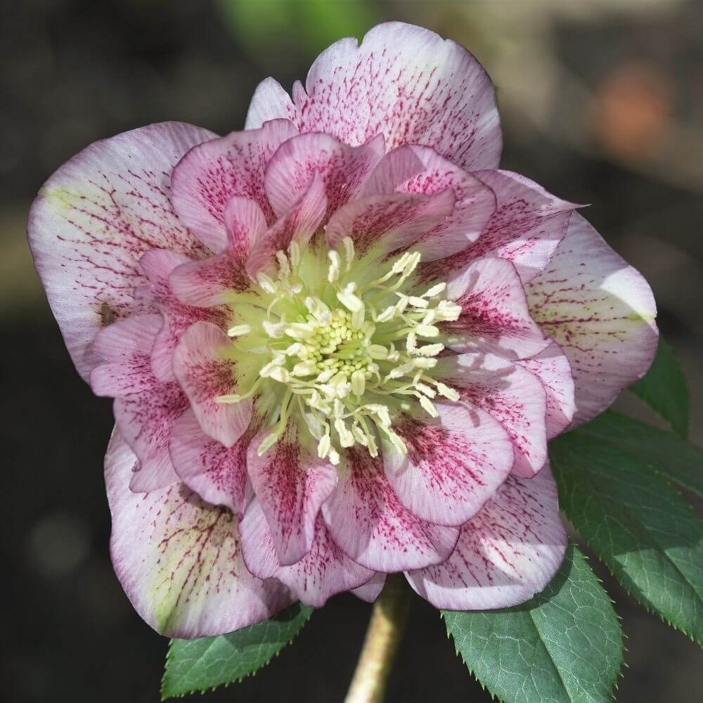 Lenten rose hellebore with steady winter blooms