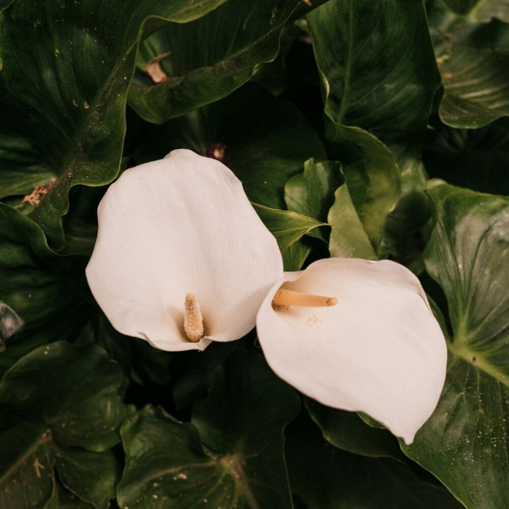 White Lilies