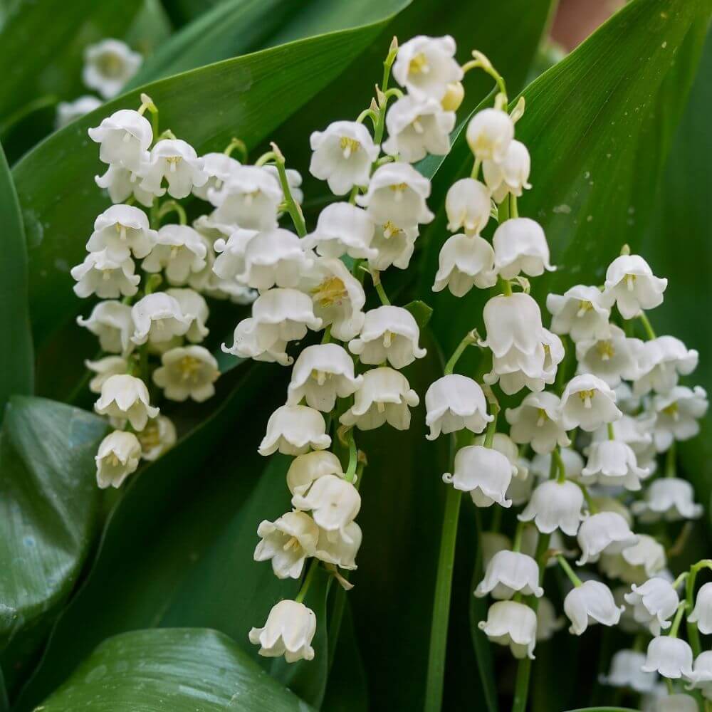 Lethal Lily of the Valley white bells