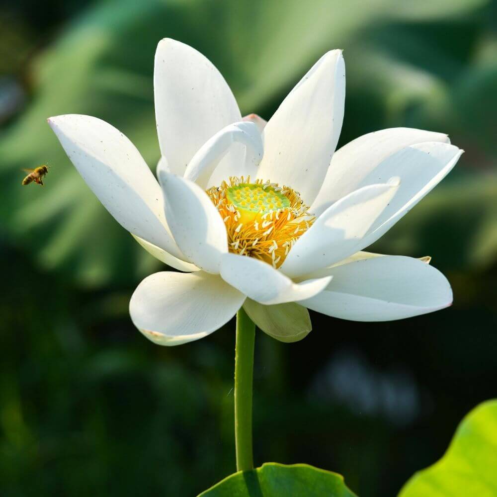 Lotus (Nelumbo nucifera)