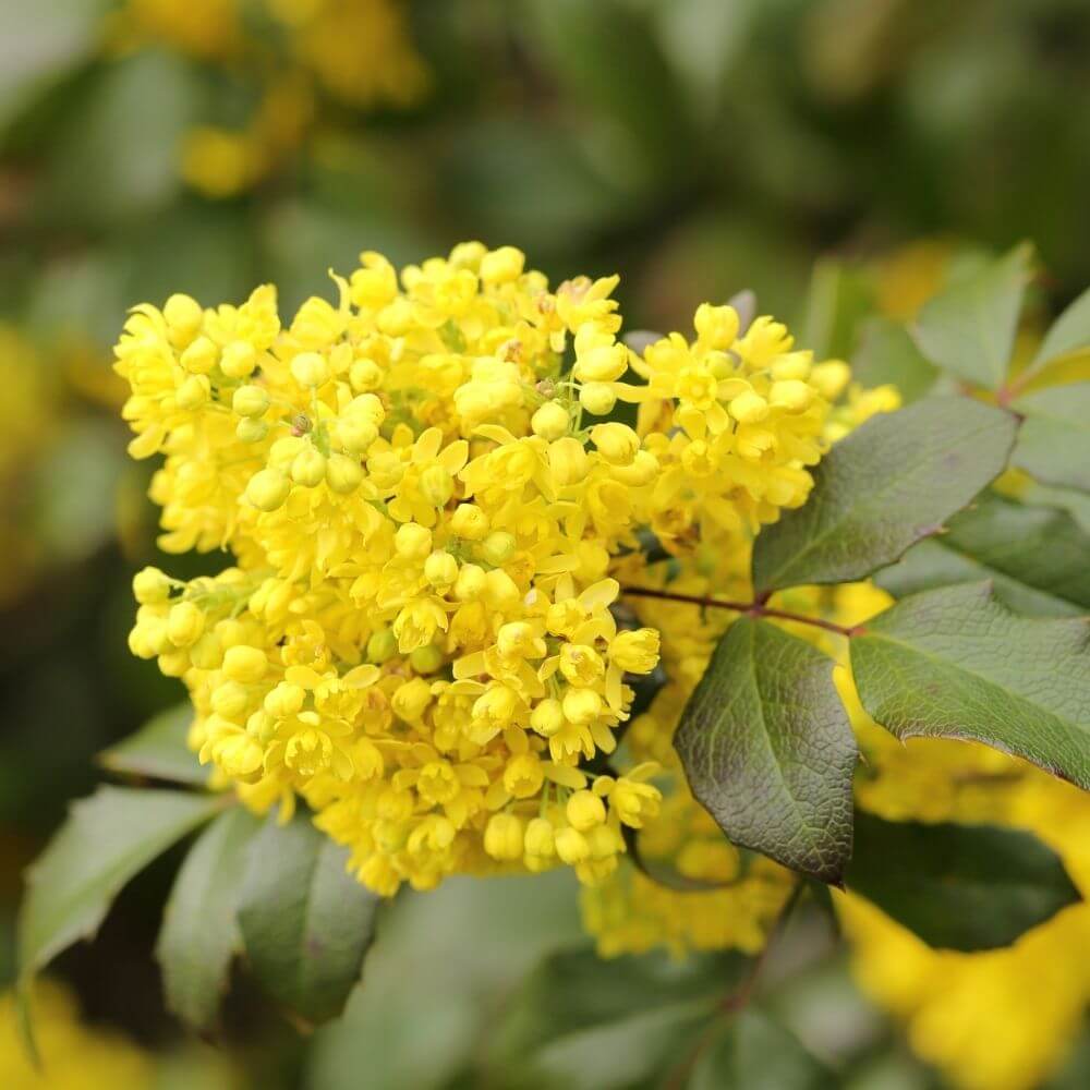 Clustered yellow mahonia flowers with evergreen leaves