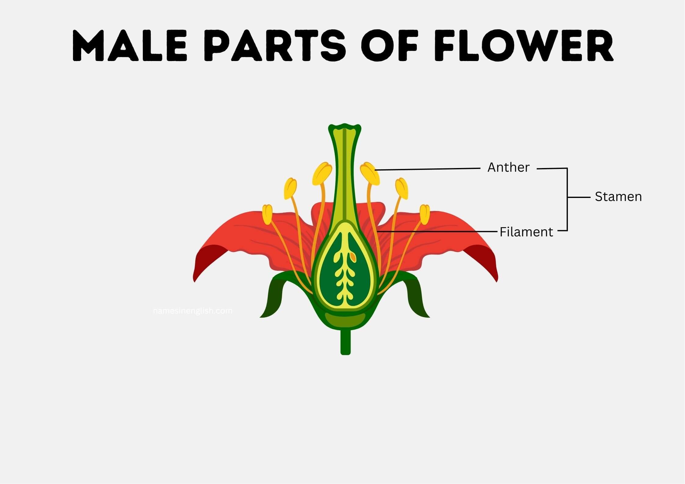 Male Parts of Flower