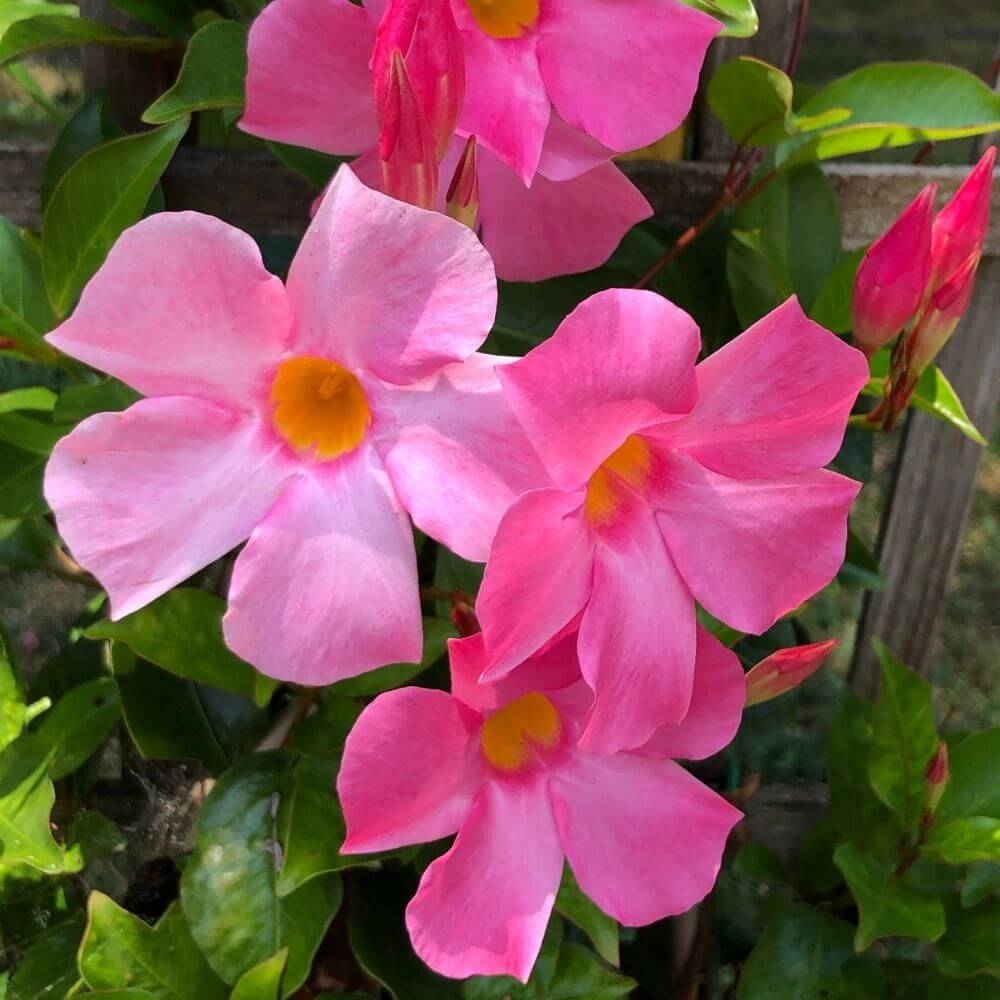 Cluster of Mandevilla Flowers