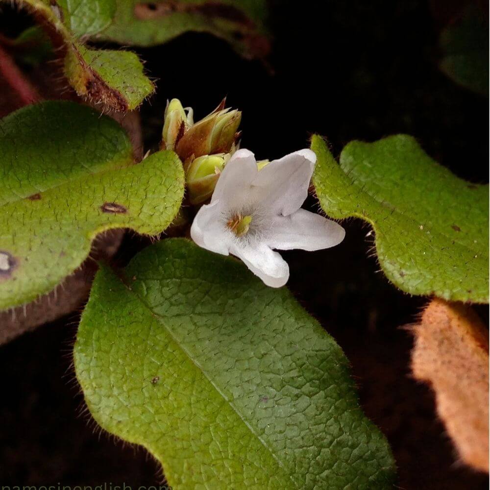 Massachusetts State Flower-Mayflower