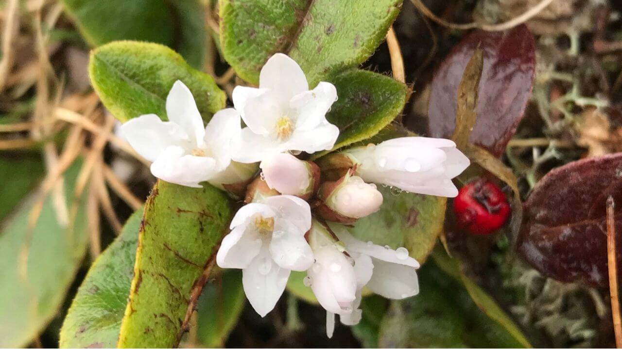 Massachusetts State Flower