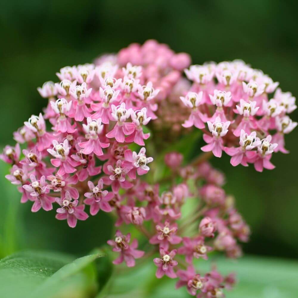 Cluster of Milkweed Flowers