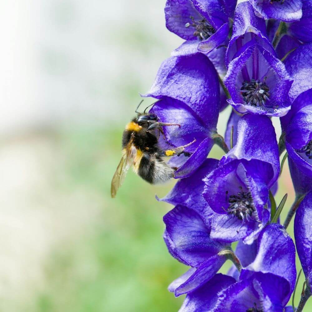 Bee on Blue Monkshood tall flower spike