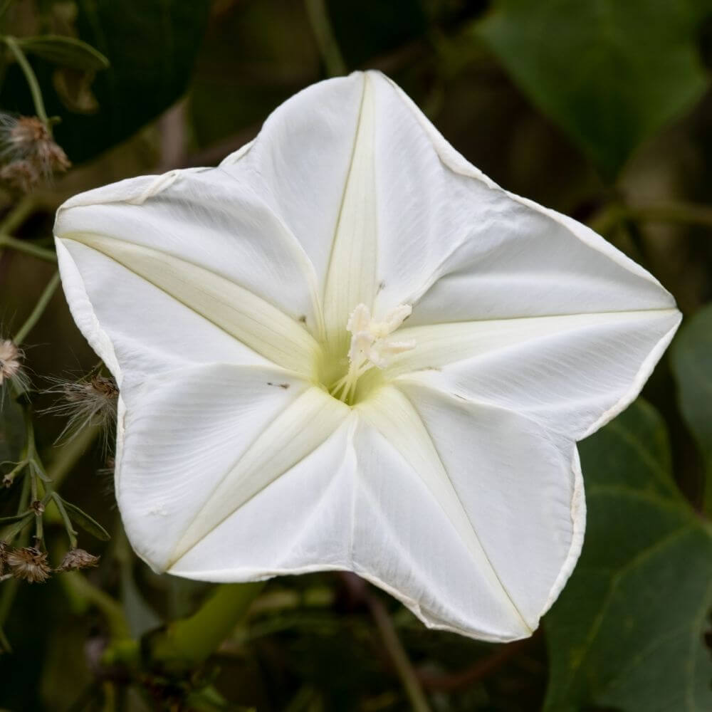 Glowing white moonflower blooming at night