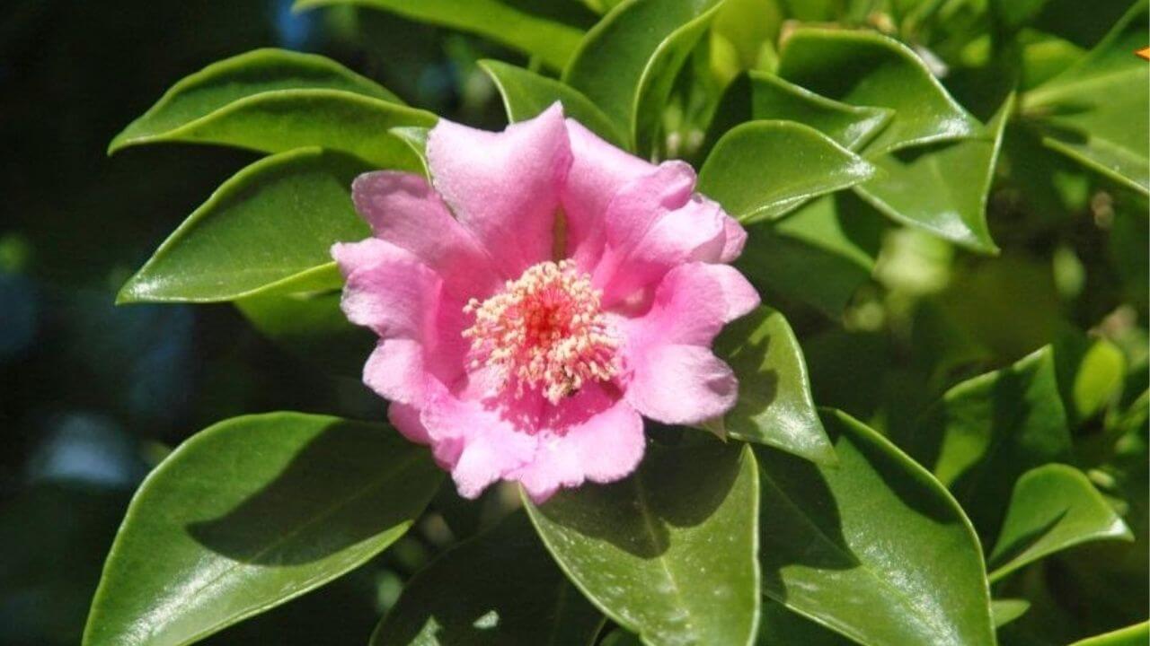 National Flower of Dominican Republic