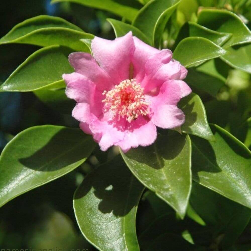 National Flower of Dominican Republic