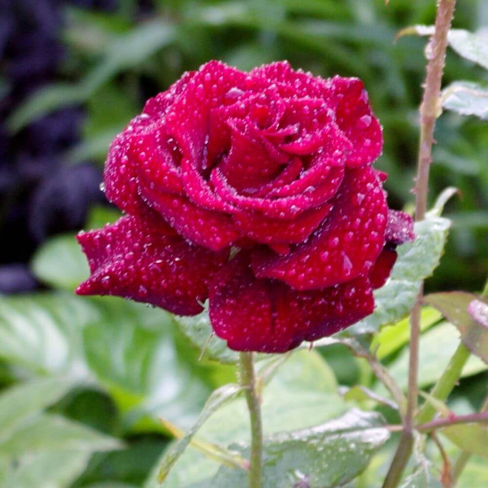 National Flower of England-The-Rose