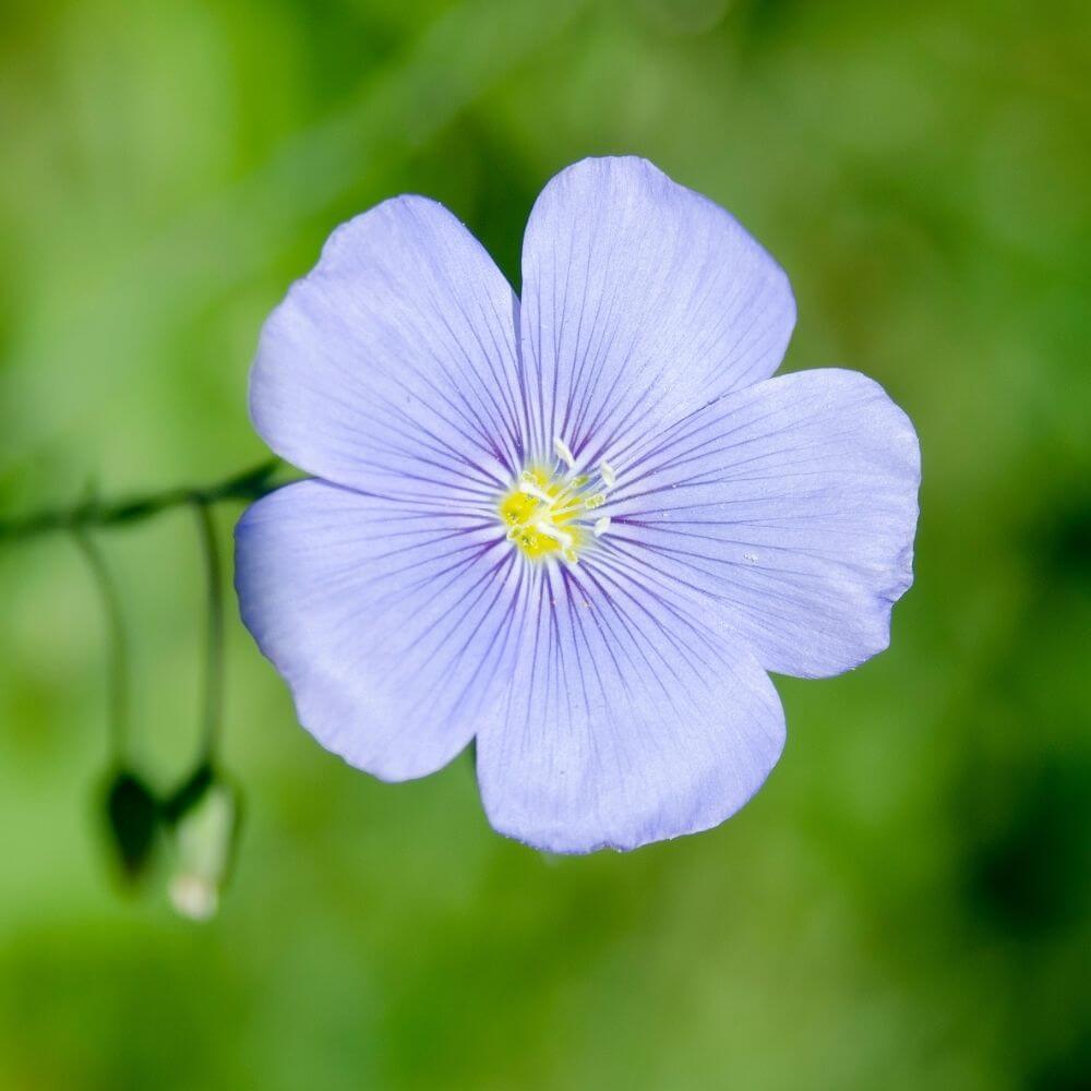 Northern-Ireland-National-Flower-Flax-Flower