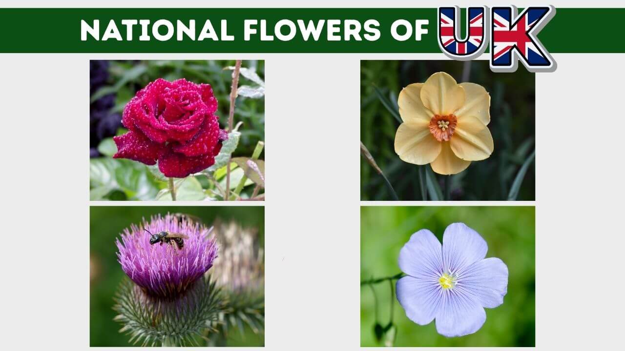 National Flowers of United Kingdom
