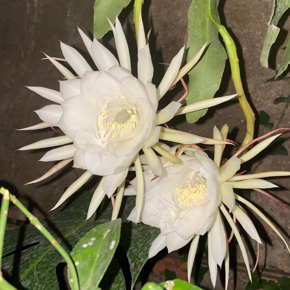 Large 2 white night blooming cactus flowers