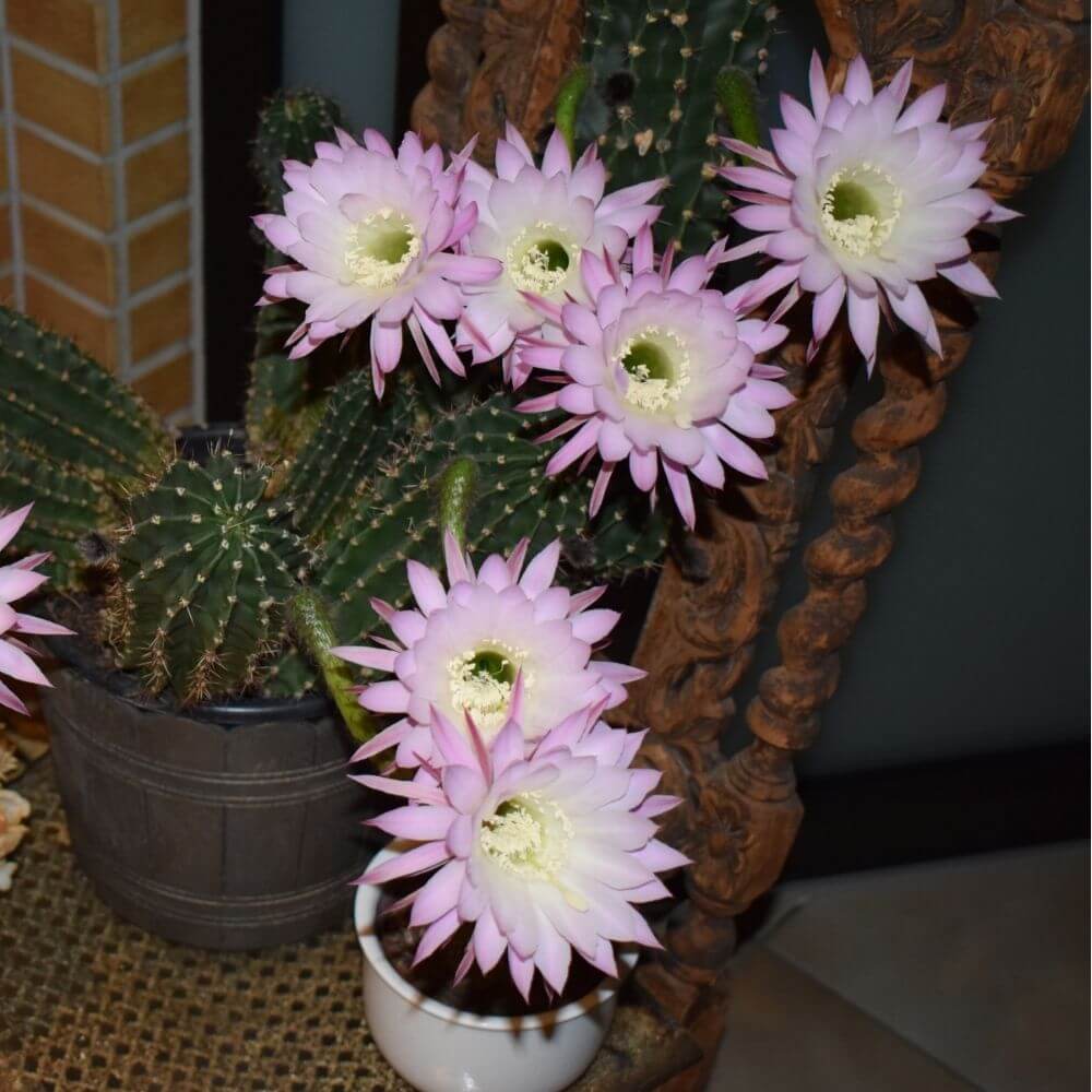 Cluster of white night-blooming cereus cactus flowers