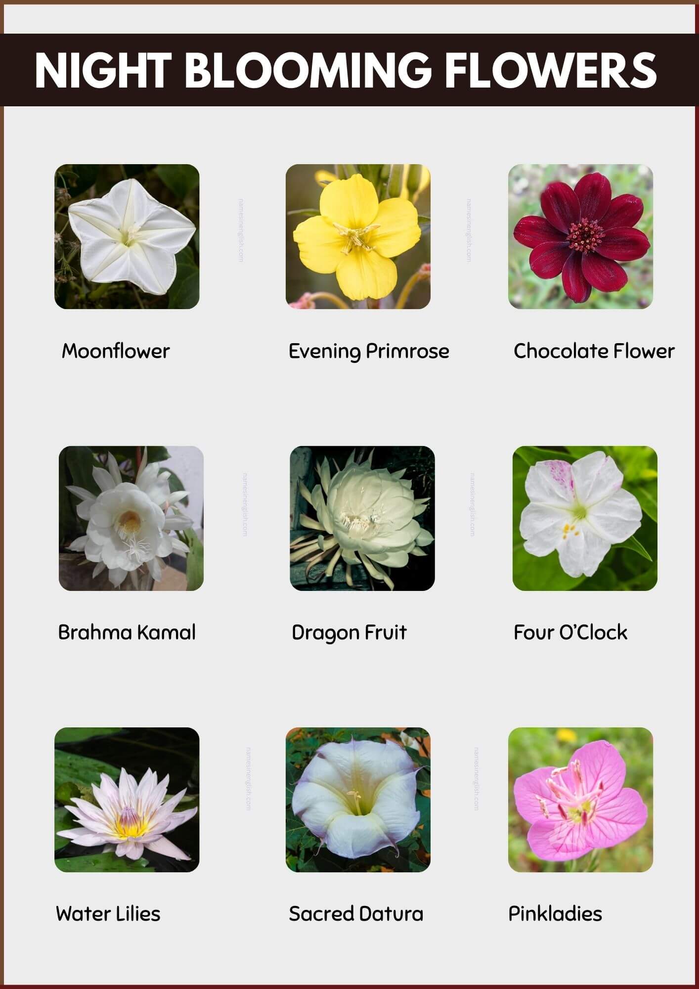 Night Blooming Flower Names