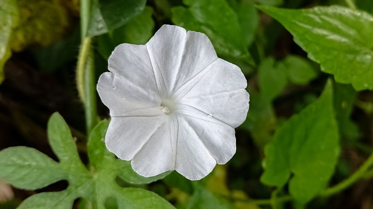 Night Blooming Flower