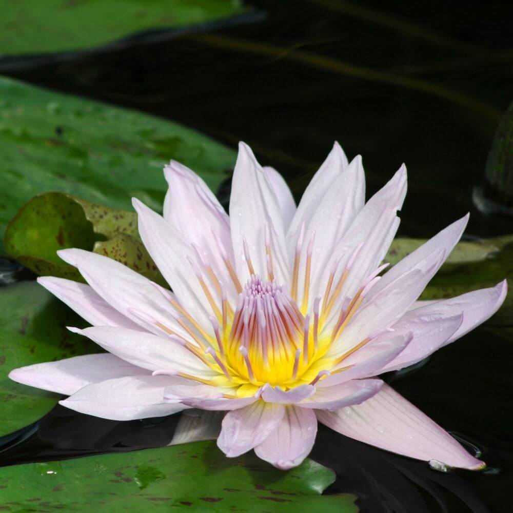 White water liliy glowing on pond surface