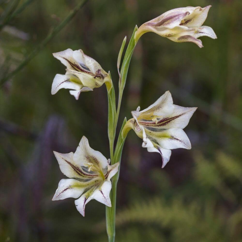 Close-up of night gladiolus flowers