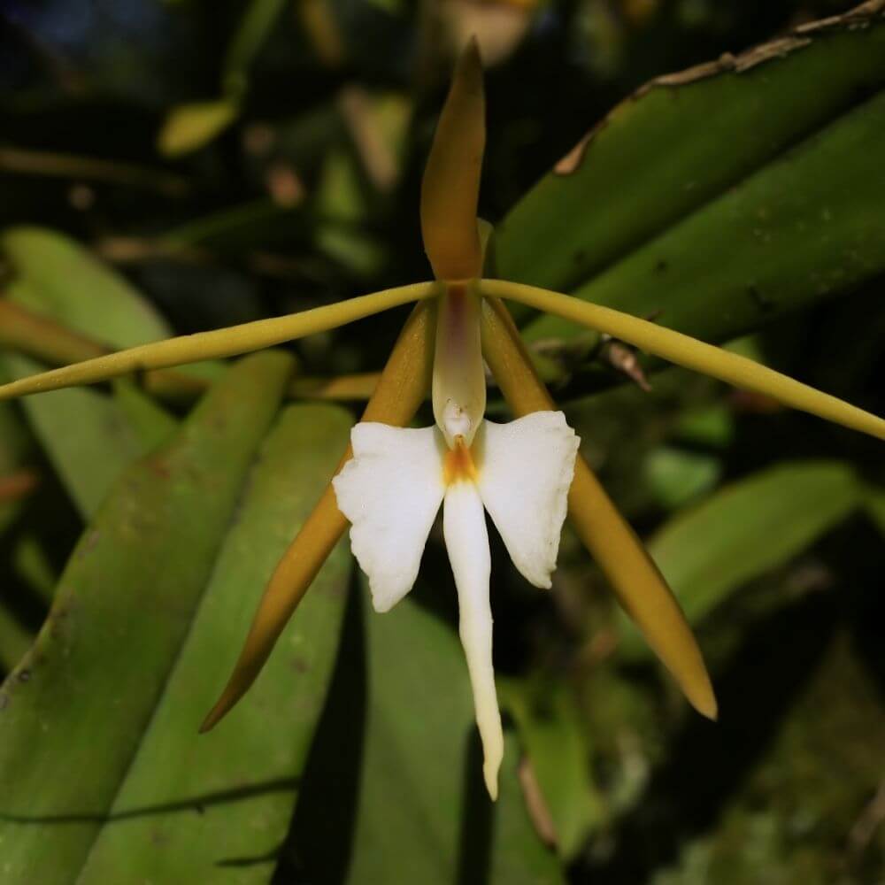 Delicate night-scented orchid flower