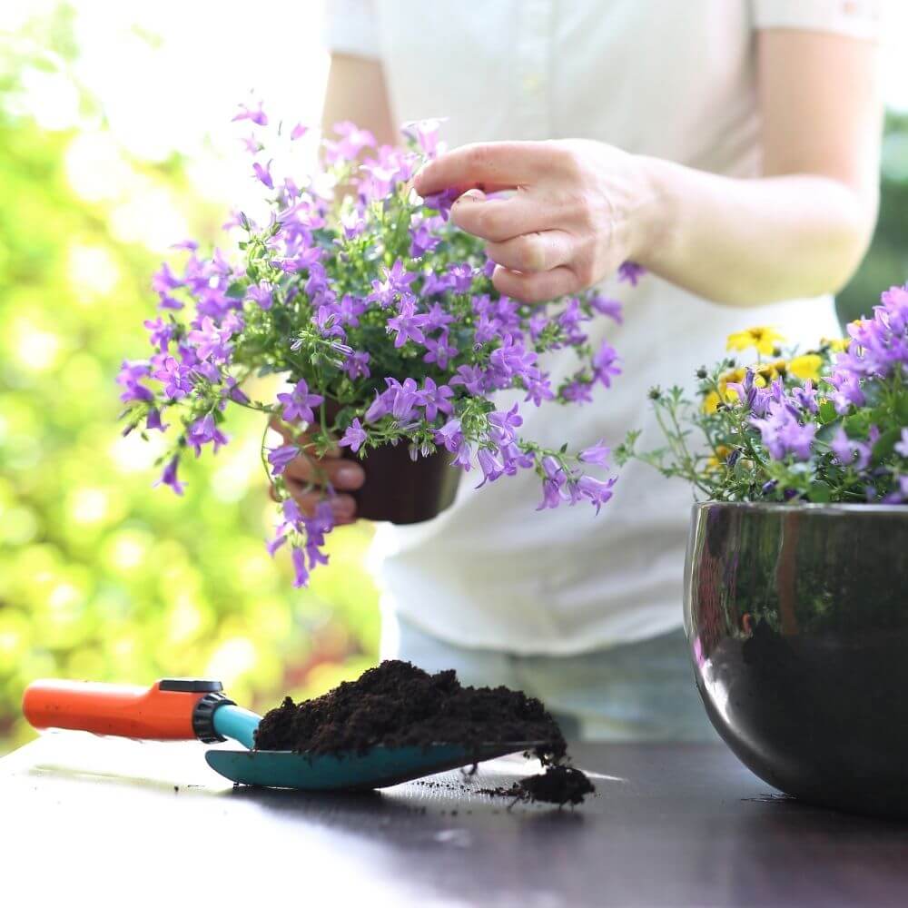 Tiny fragrant night-scented stock flowers
