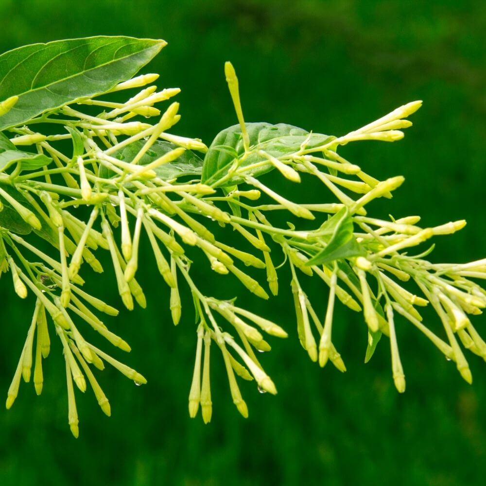 Fragrant cream colored night-blooming jasmine flowers