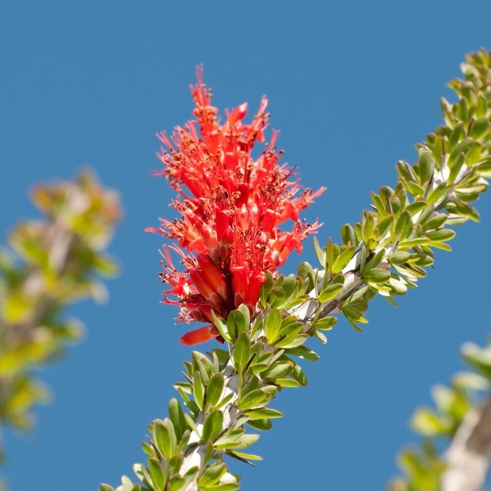 red ocotillo bloom opening
