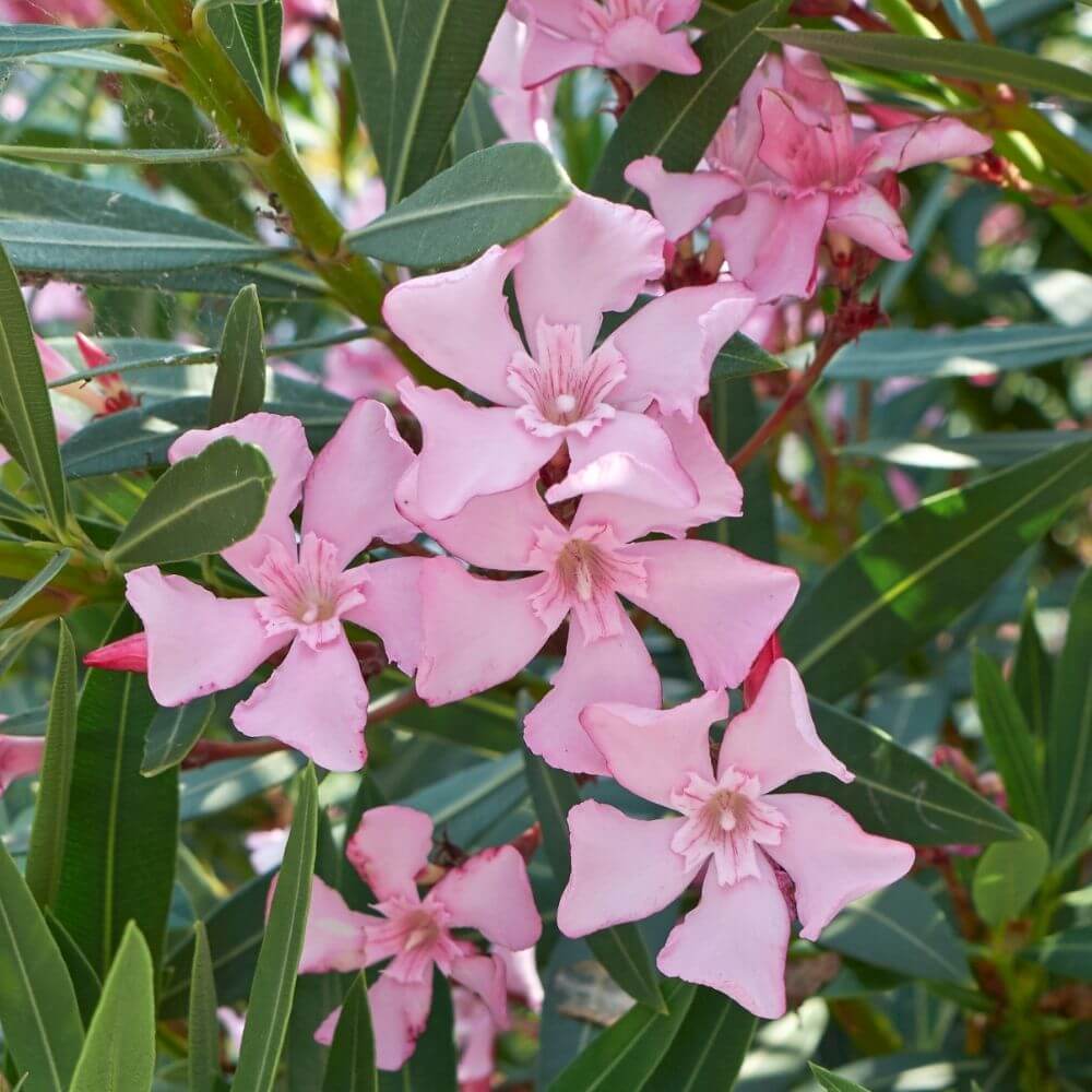 Close-up of toxic oleander flowers cluster