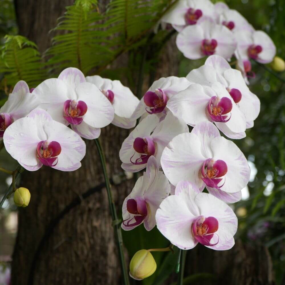 Cluster of Orchid Flowers