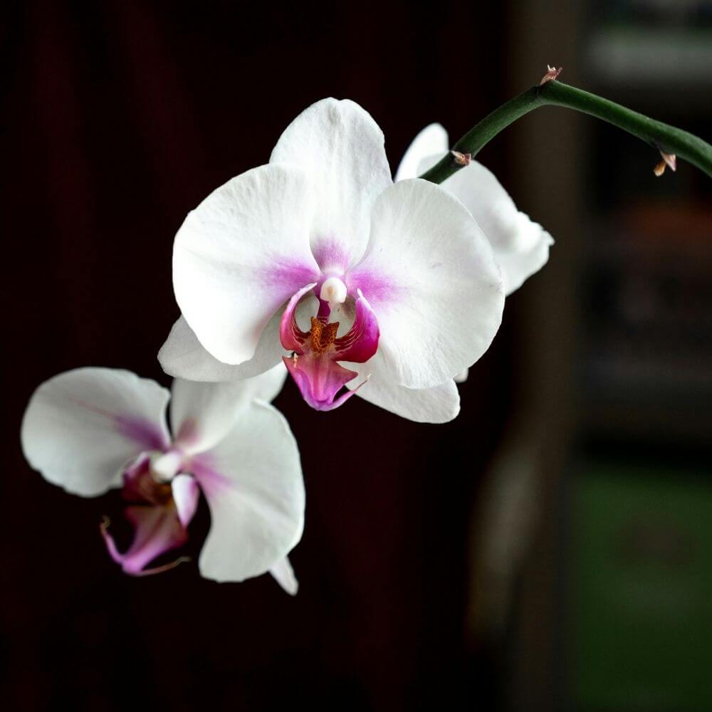 White Orchids