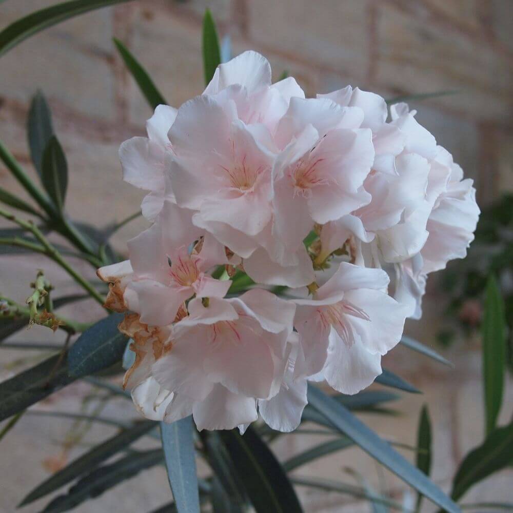 Pacific Rhododendron