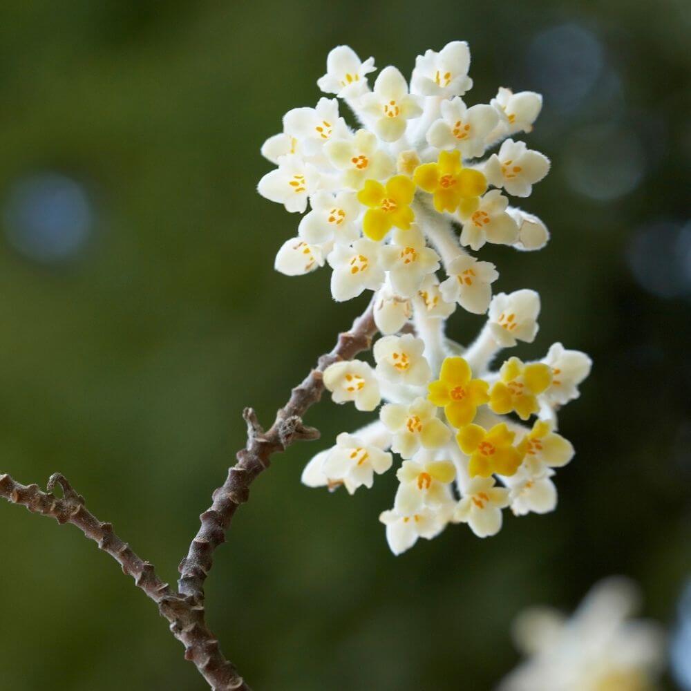 Fragrant paperbush flowers hanging before leaf growth