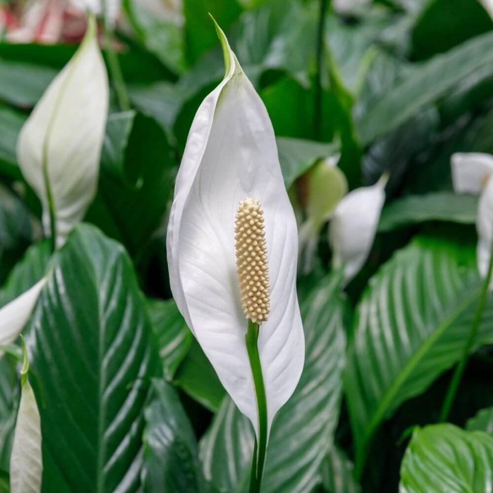 Tropical White Peace Lily Flower
