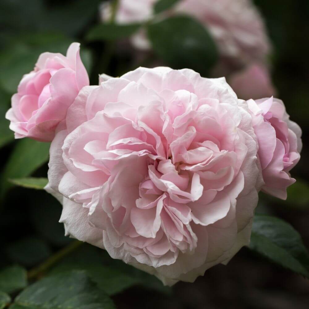 3 Pink and White Peonies
