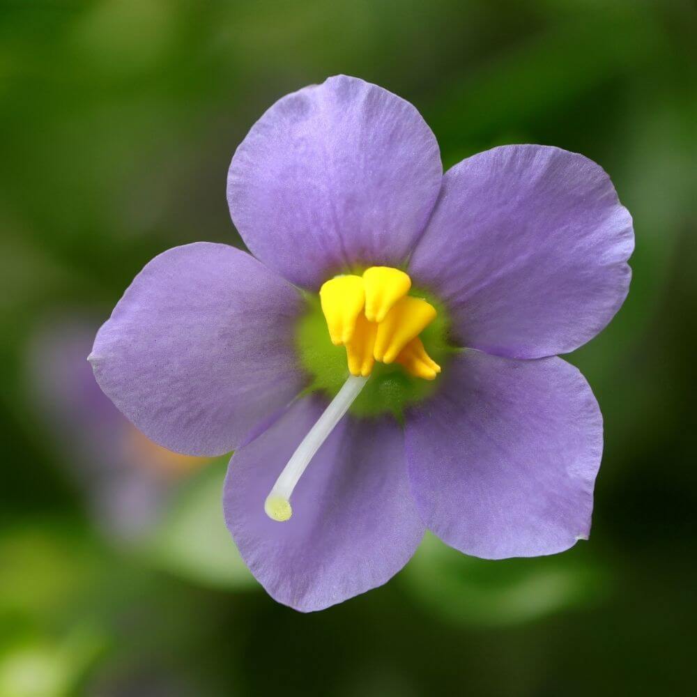 Close-up of Purple Persian violet flower