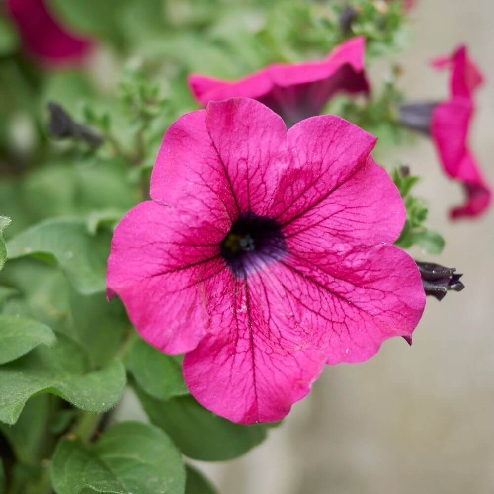 Petunia Flower