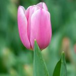 Beautiful spring Pink Tulip Close up