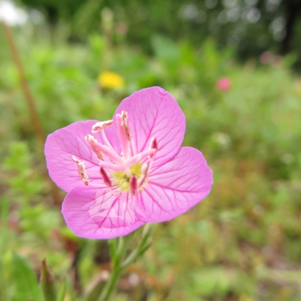 Close-up of a Pinklady flower