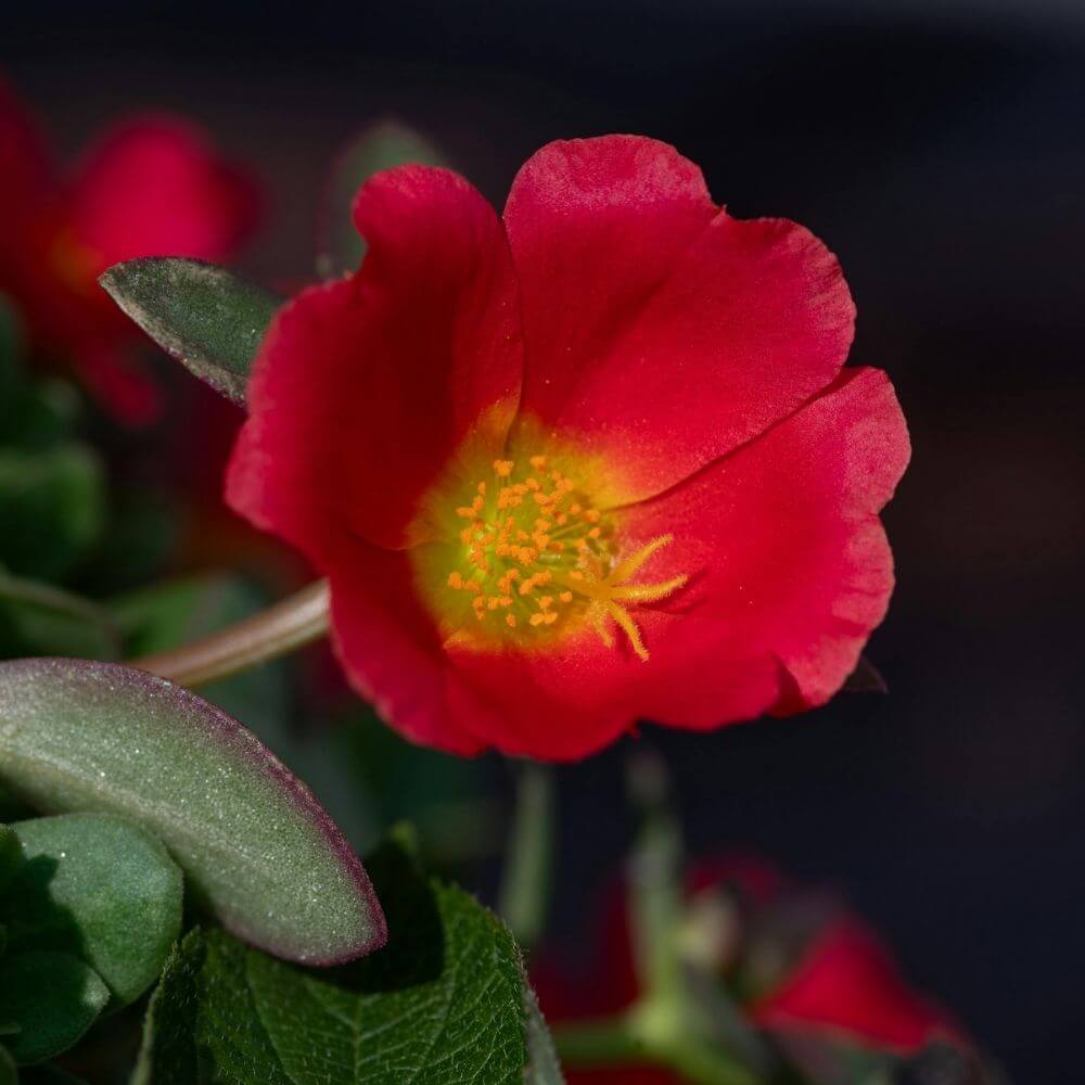 Close-up of Red Portulaca Flower