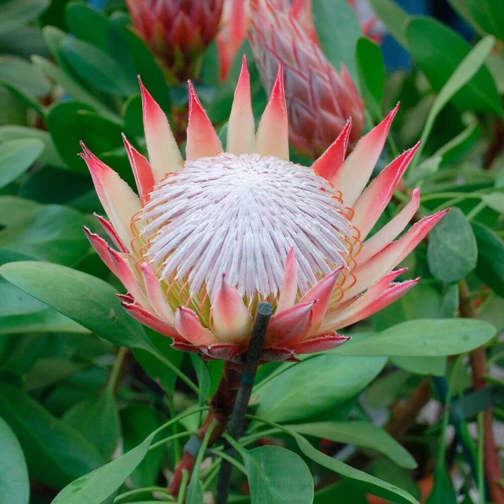 Close-up of King Protea Flower