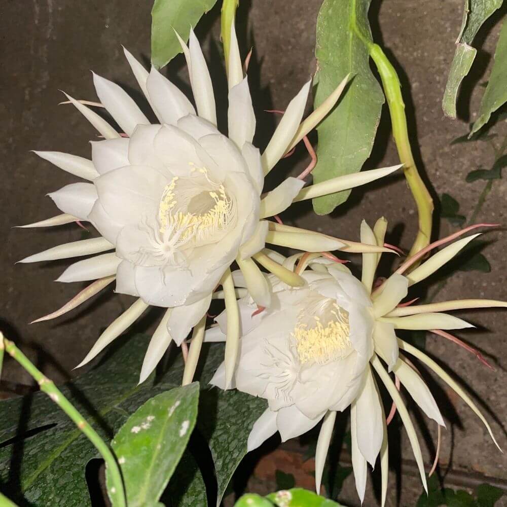 Queen of the Night Flowers