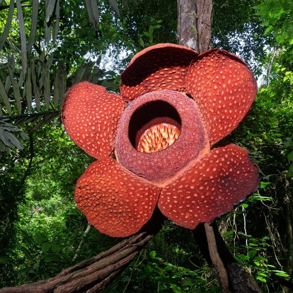 Tropical Rafflesia or corpse flower