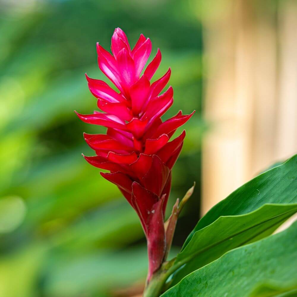 Tropical Red Ginger (Alpinia purpurata)