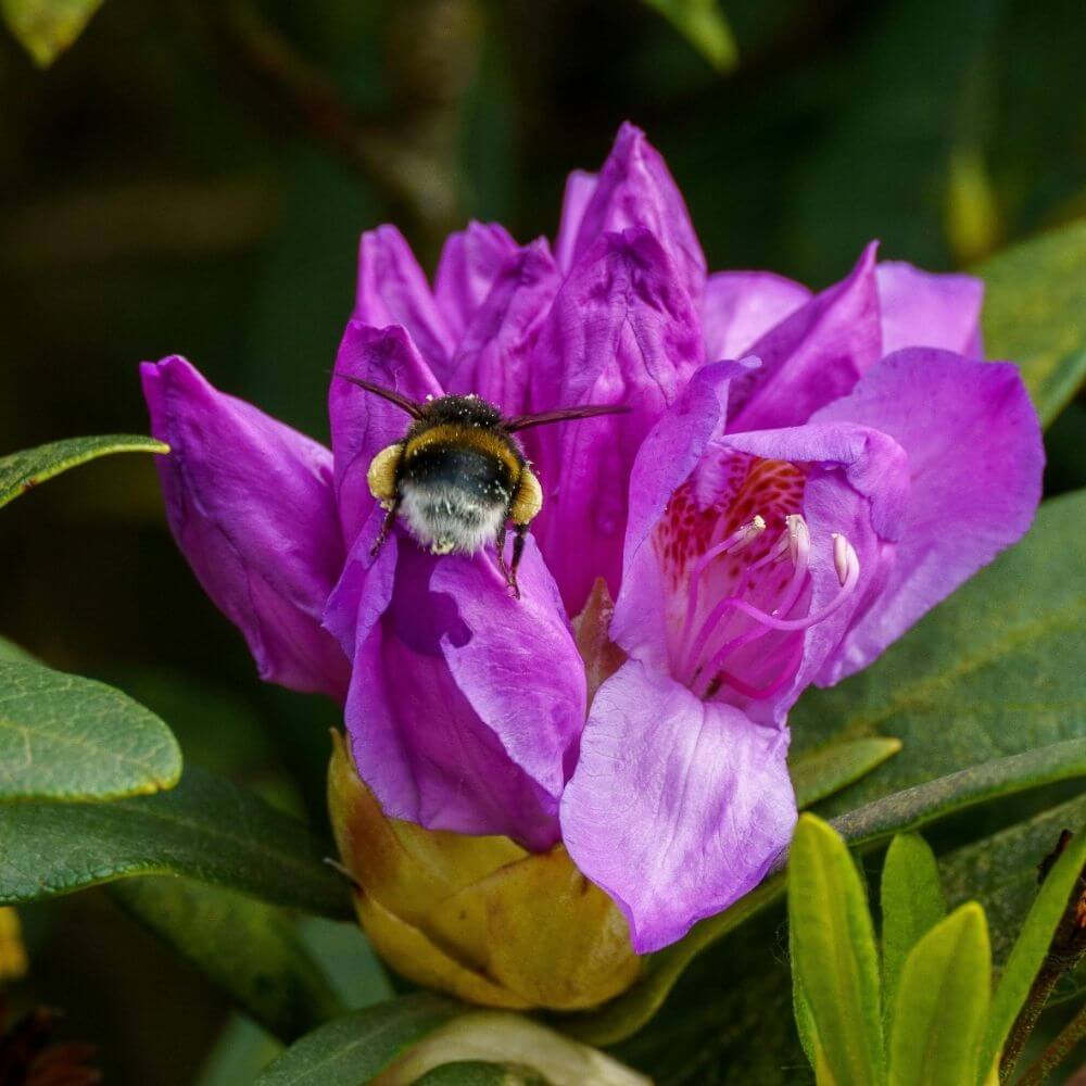 Bumblebee on a Pink Rhododendron