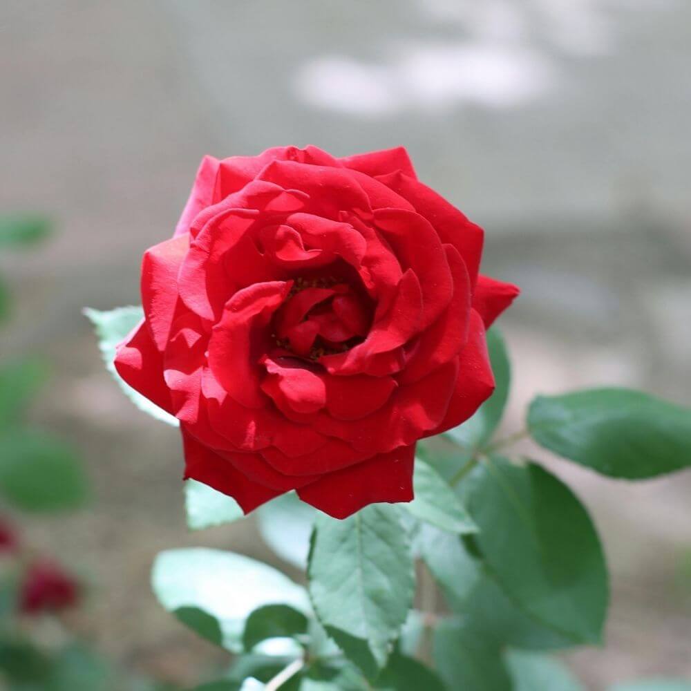 Close-up of Red Rose Flower