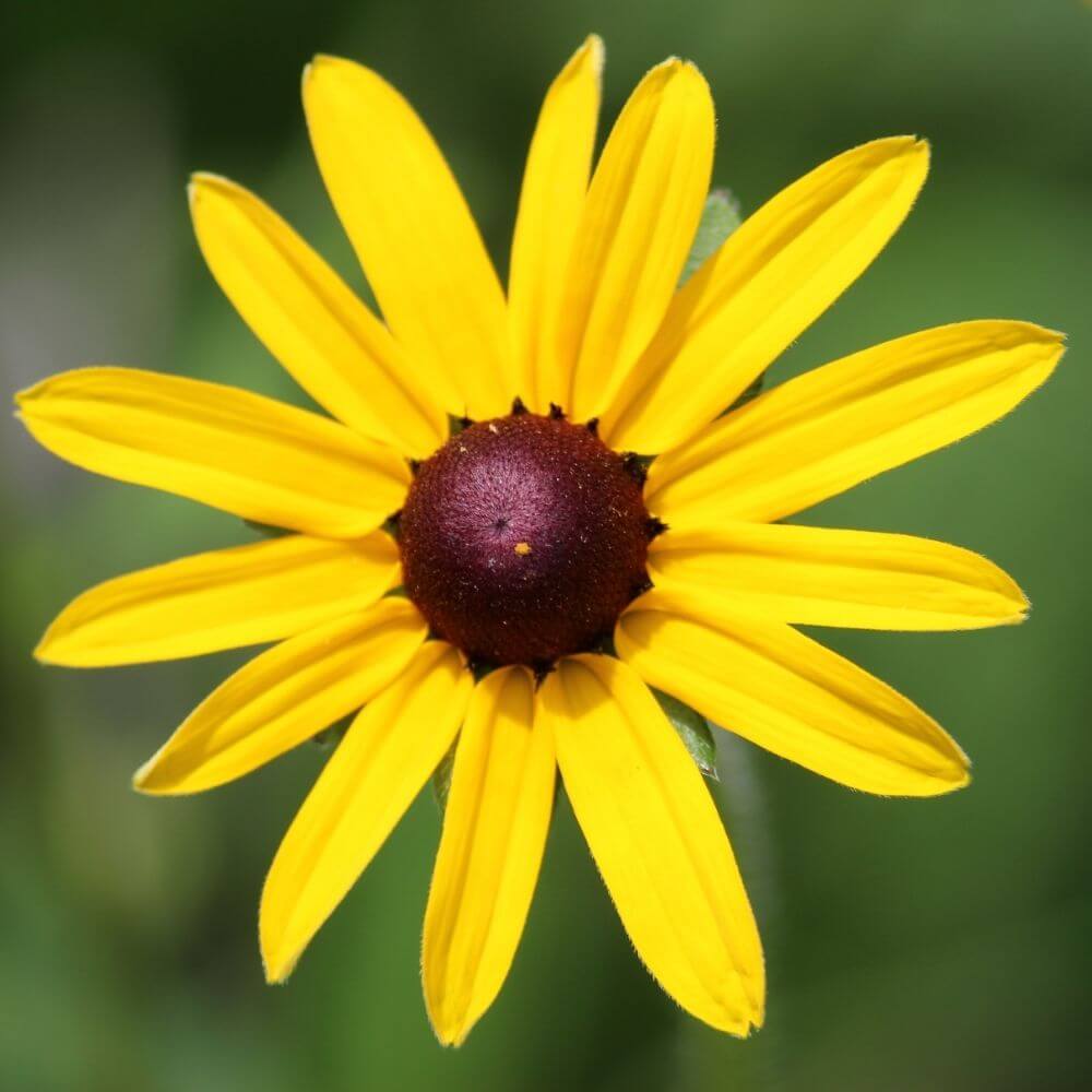 Rudbeckia or Black Eyed Susan Flower Close-up