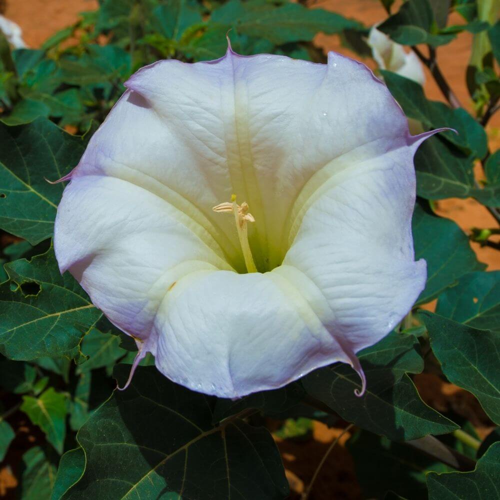 Large white sacred datura flower