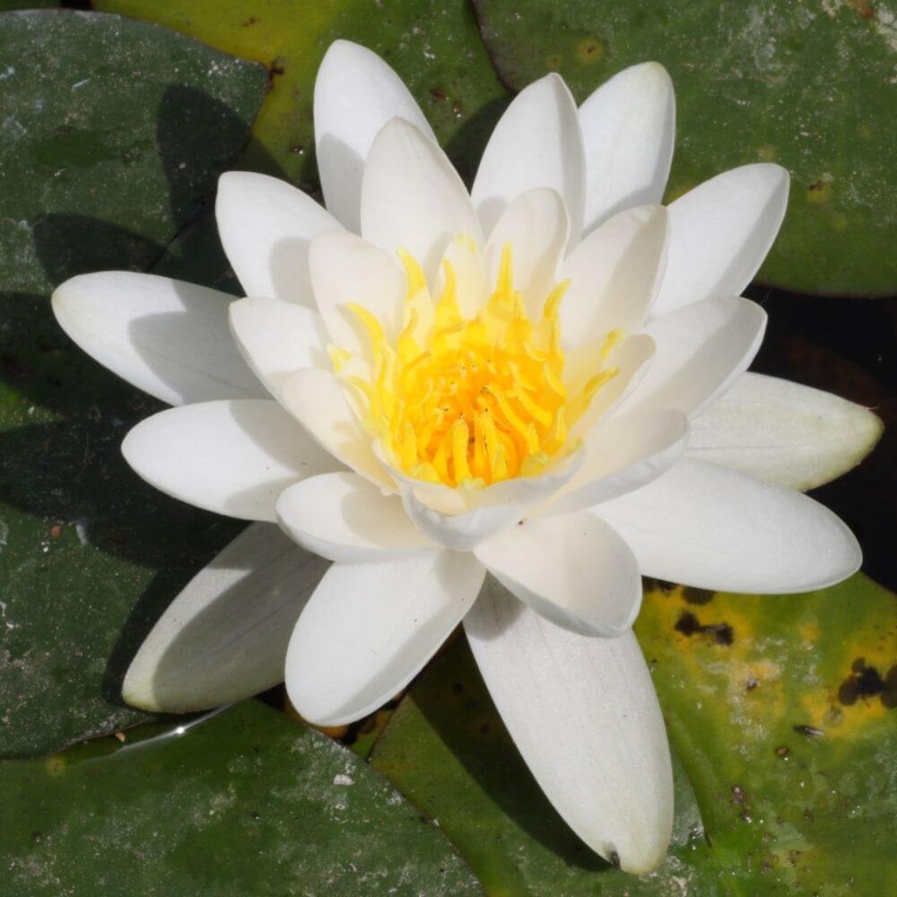 Close-up of Tropical Sacred White Lotus