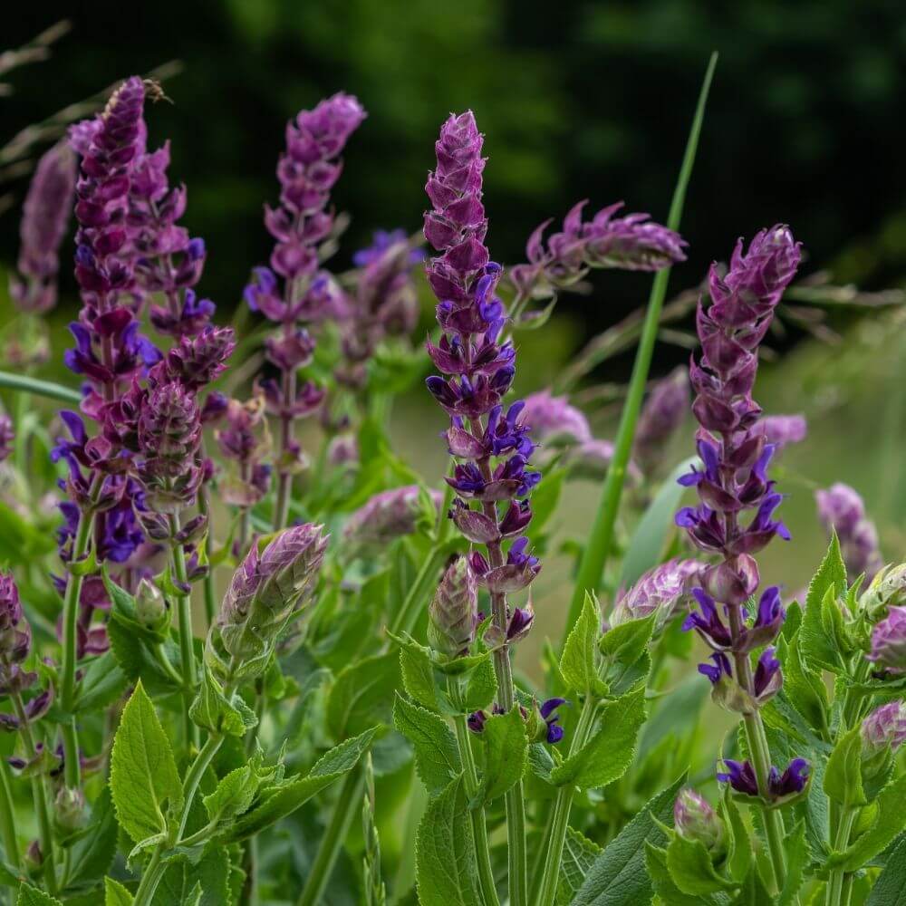 Spikes Salvia nemorosa Flower