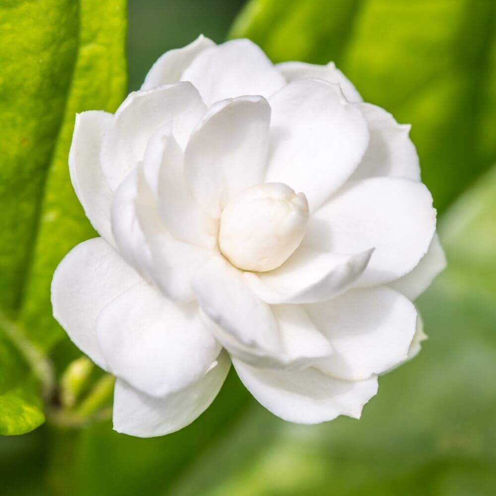 Sampaguita Flower